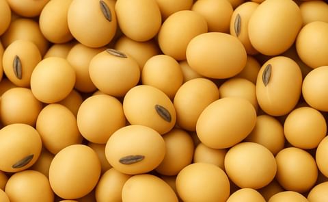 Prince Edward Island Potato Board supports new oil seed research Prince Edward Island Potato Board supports new oil seed research