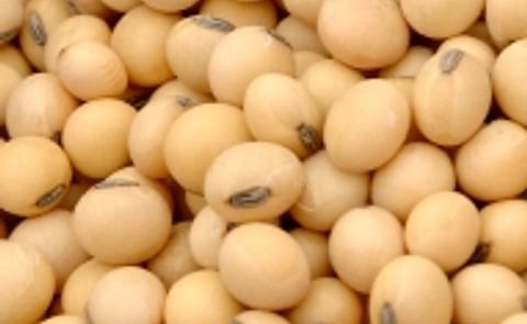 US farmers in 2008: less corn, more soybean US farmers in 2008: less corn, more soybean