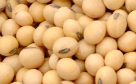 US farmers in 2008: less corn, more soybean US farmers in 2008: less corn, more soybean