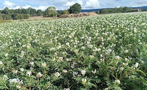 Spain A Limia Potato Field Spain A Limia Potato Field