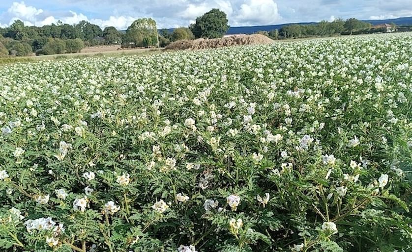 Spain A Limia Potato Field