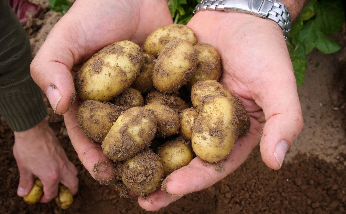Early Spanish potatoes available more than two weeks ahead of schedule Early Spanish potatoes available more than two weeks ahead of schedule