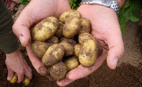 Early potatoes from Spain will be available more than two weeks ahead of schedule (Courtesy: Southern Exporters) Early potatoes from Spain will be available more than two weeks ahead of schedule (Courtesy: Southern Exporters)