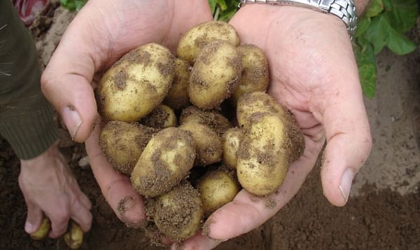 Early Spanish potatoes available more than two weeks ahead of schedule