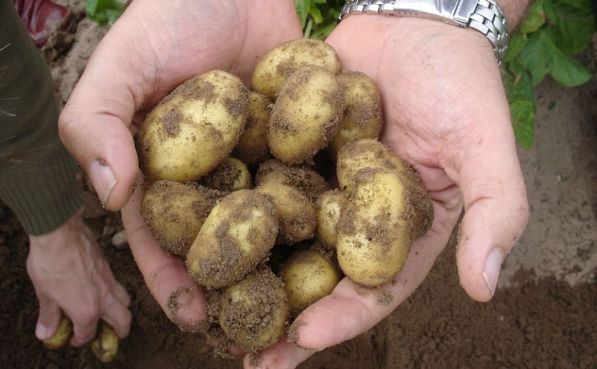 Early Spanish potatoes available more than two weeks ahead of schedule Early Spanish potatoes available more than two weeks ahead of schedule