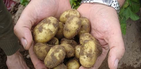 Early Spanish potatoes available more than two weeks ahead of schedule