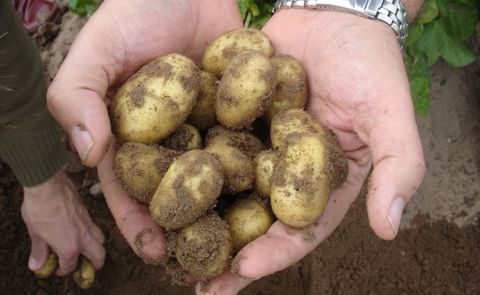 Early potatoes from Spain will be available more than two weeks ahead of schedule (Courtesy: Southern Exporters) Early potatoes from Spain will be available more than two weeks ahead of schedule (Courtesy: Southern Exporters)