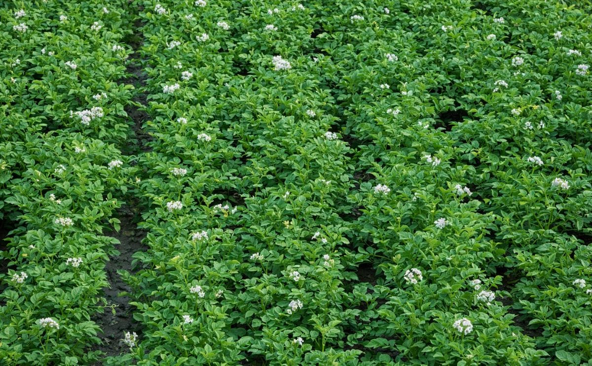 Potato field in Spain (Jorquera). Courtesy: spaincenter.org Potato field in Spain (Jorquera). Courtesy: spaincenter.org