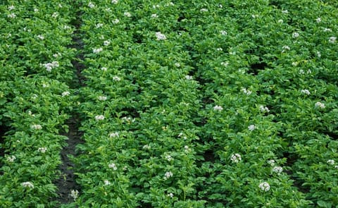 Alarming crisis in Spanish potato sector Alarming crisis in Spanish potato sector