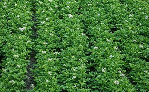 Alarming crisis in Spanish potato sector Alarming crisis in Spanish potato sector