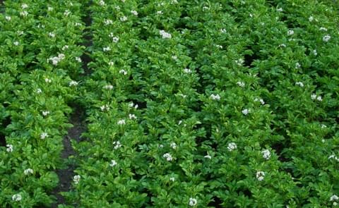 Alarming crisis in Spanish potato sector Alarming crisis in Spanish potato sector