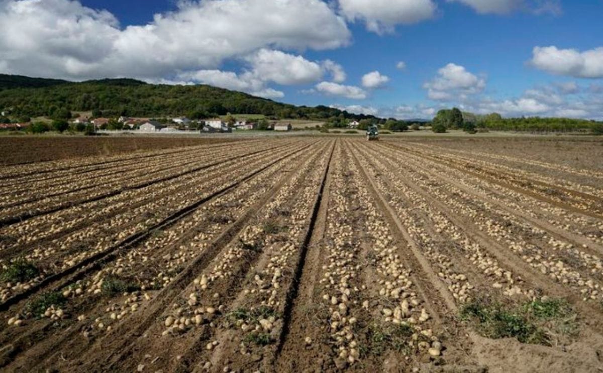 El exceso de patatas prefritas congeladas en Europa hunde los precios de la patata fresca en España