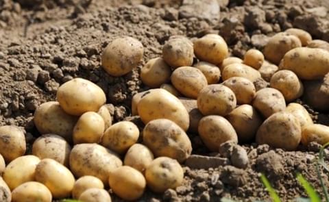 Spanish Potatoes Spanish Potatoes