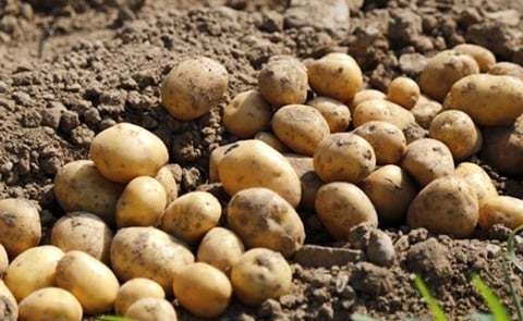 Spanish Potatoes Spanish Potatoes