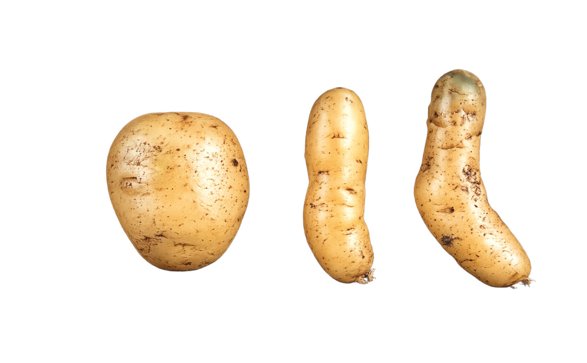 Spindle tuber viroid