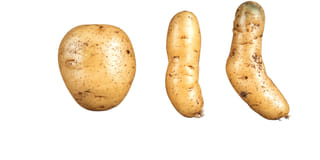 Spindle tuber viroid Spindle tuber viroid