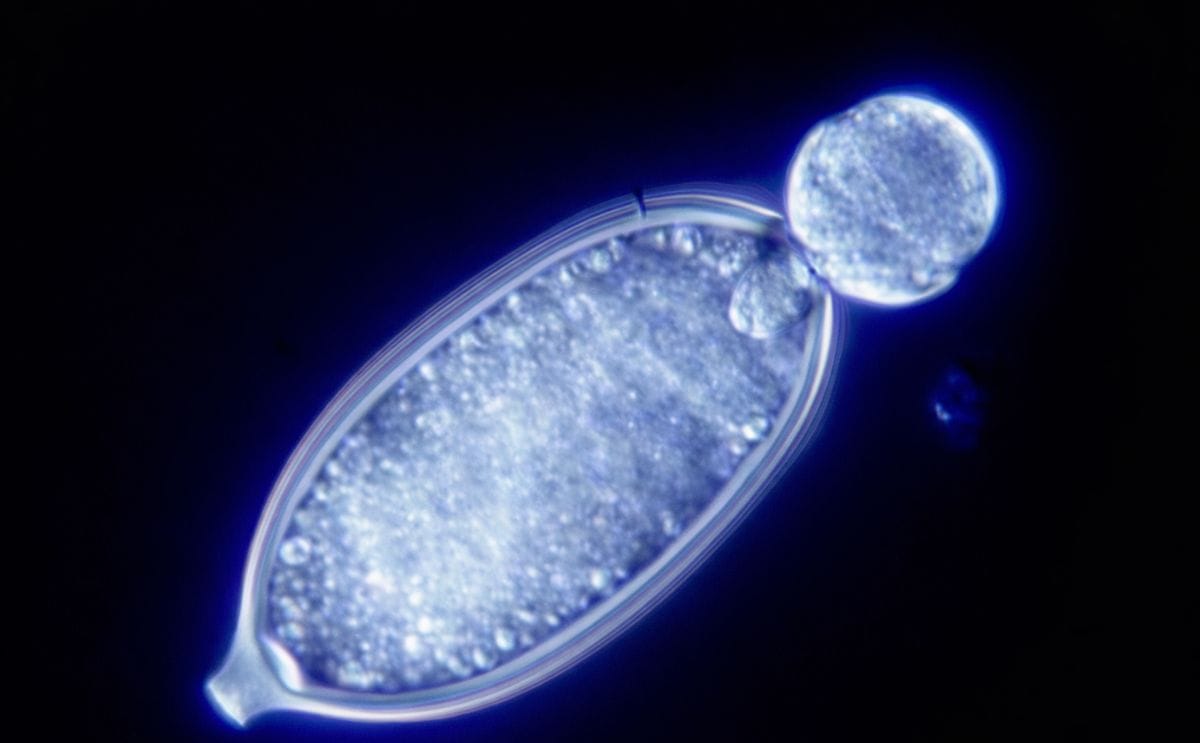 Breakthrough in understanding swarming potato blight spores