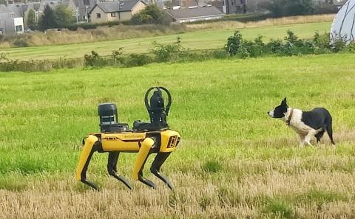 SPOT robotic dog demonstrates the future of precision farming ahead of Potatoes in Practice 2026 at Balruddery Farm near Dundee.
