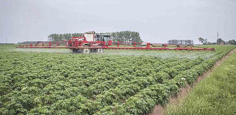 AHDB secured emergency crop protection authorisations helping out UK potato farmers