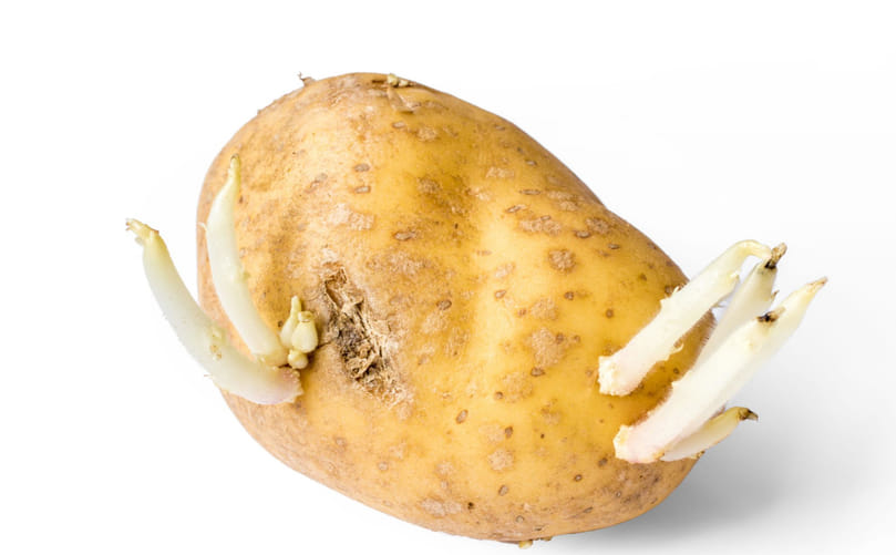 The Science Behind Potato Sprouting and Storage Management The Science Behind Potato Sprouting and Storage Management