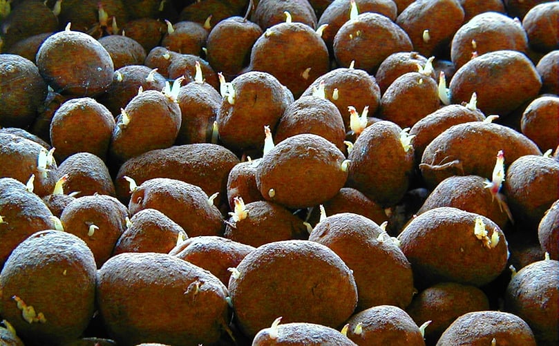 Sprout suppression is a key part of potato storage