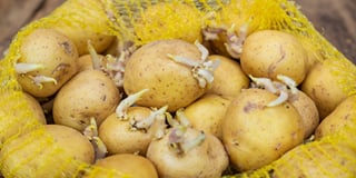 Sprouted potato for planting Sprouted potato for planting