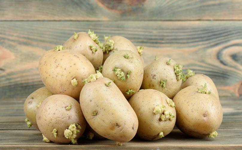 Healthy Seed Potatoes for Vegetative Propagation in Potato Farming Healthy Seed Potatoes for Vegetative Propagation in Potato Farming