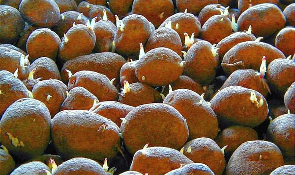 Los exportadores de patatas tendrán un gran problema si sigue adelante la prohibición del clorprofam