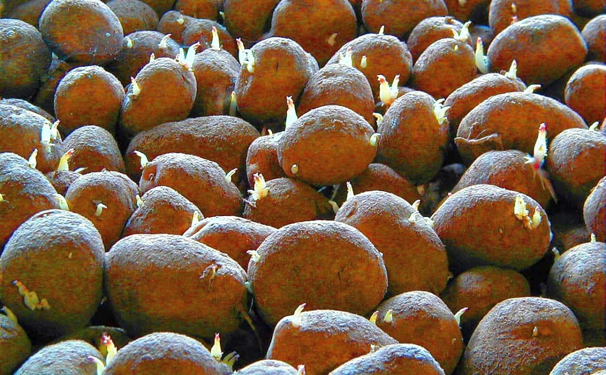 Los exportadores de patatas tendrán un gran problema si sigue adelante la prohibición del clorprofam.