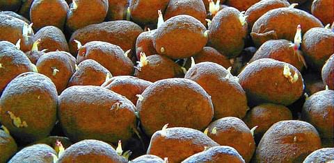Los exportadores de patatas tendrán un gran problema si sigue adelante la prohibición del clorprofam
