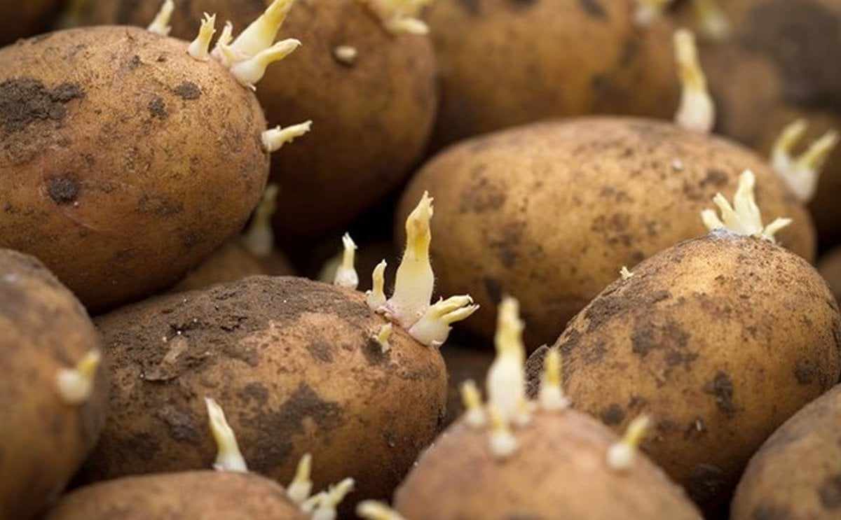 AHDB coordinates potato sprout suppression position paper AHDB coordinates potato sprout suppression position paper
