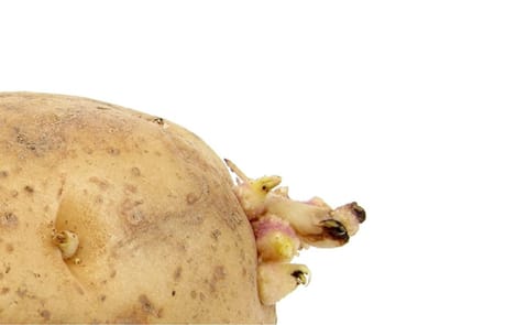 Sprouting seed potato. Sprouting seed potato.