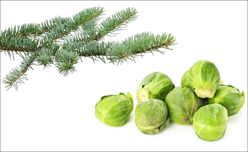 What will be you favorite crisp flavour this holiday season? Will it be 'Brussels Sprouts' or 'Christmas tree'?
