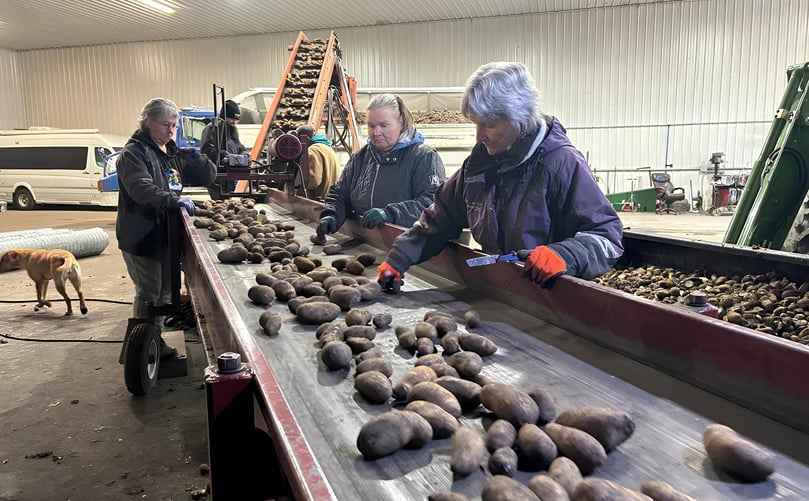Seed potatoes are sorted at Spruce Drive Farms on Tuesday. (Courtesy: CBC) Seed potatoes are sorted at Spruce Drive Farms on Tuesday. (Courtesy: CBC)