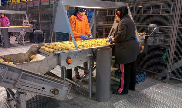 Este año no se prevé un rendimiento alto de patatas en Bélgica