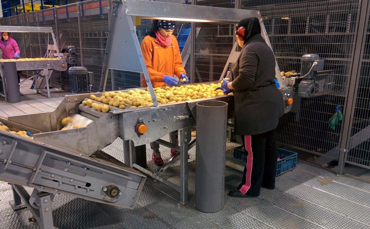 Este año no se prevé un rendimiento alto de patatas en Bélgica Este año no se prevé un rendimiento alto de patatas en Bélgica
