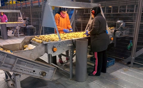 Este año no se prevé un rendimiento alto de patatas en Bélgica Este año no se prevé un rendimiento alto de patatas en Bélgica