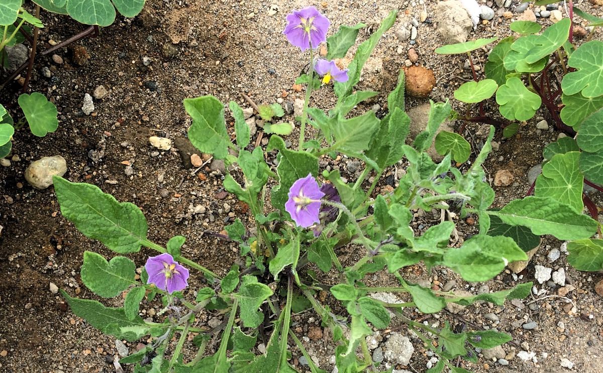 Descubren que las patatas silvestres son claves para aumentar la resistencia. Arriba se muestra Solanum Stoloniferum (Cortesía: Cultivariable)