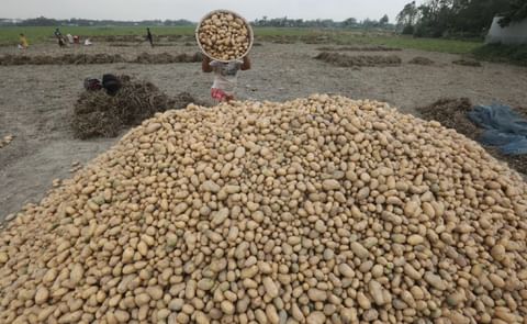 Stacks of surplus potatoes in a Bangladeshi cold storage facility highlight the growing burden on farmers as processing industries lag behind. Stacks of surplus potatoes in a Bangladeshi cold storage facility highlight the growing burden on farmers as processing industries lag behind.