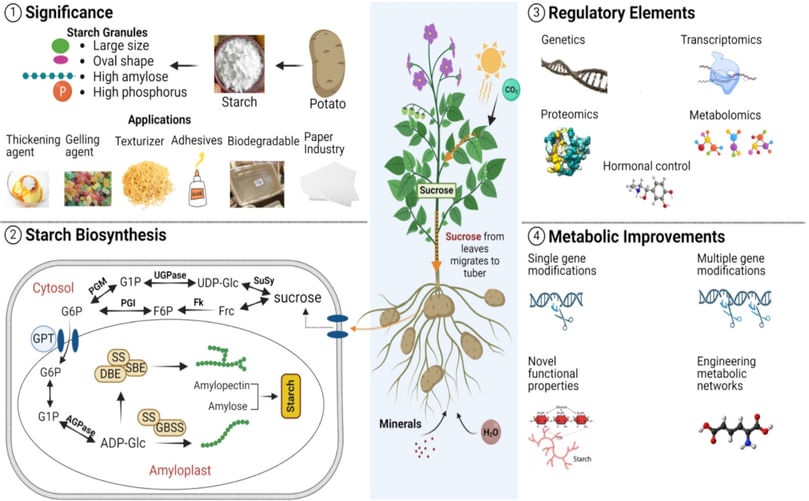 Understanding Potato Starch Pathways and Industrial Significance Understanding Potato Starch Pathways and Industrial Significance