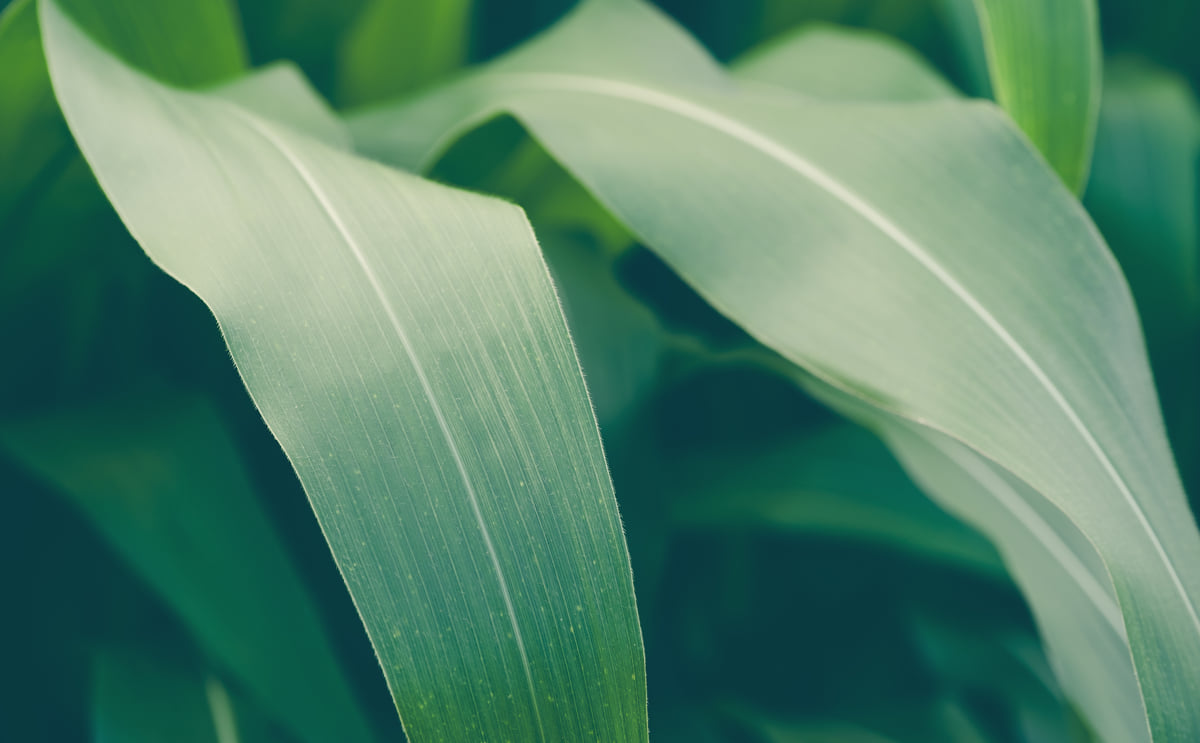 Starch Europe Announces Decarbonisation Roadmap. Starch Europe Announces Decarbonisation Roadmap.