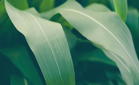 Starch Europe Announces Decarbonisation Roadmap Starch Europe Announces Decarbonisation Roadmap