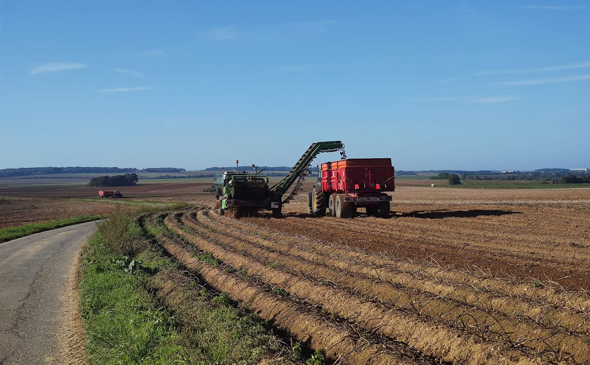 Starch potatoes: how does France quietly liquidate a sovereign agricultural sector?