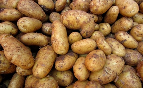 BVS expresses faith in the future of the Starch Potato in Germany BVS expresses faith in the future of the Starch Potato in Germany