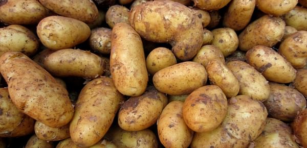 BVS expresses faith in the future of the Starch Potato in Germany