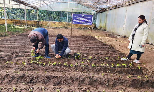 State Agri dept begins potato cultivation at North Bengal Univ
