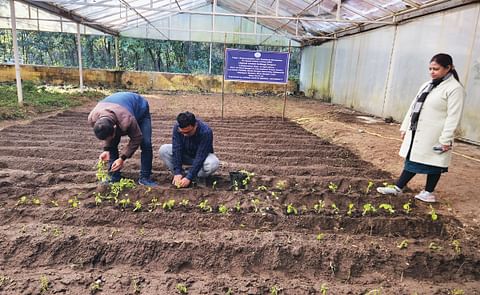 State Agri dept begins potato cultivation at North Bengal Univ State Agri dept begins potato cultivation at North Bengal Univ
