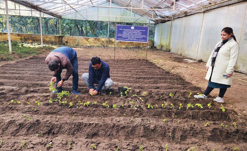 State Agri dept begins potato cultivation at North Bengal Univ