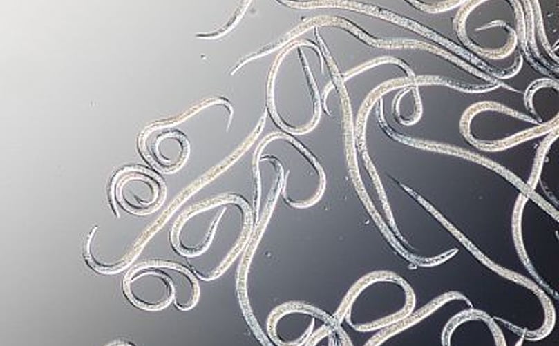 Steinernema feltiae is a beneficial nematode used for controlling soil-dwelling insect pests like fungus gnat larvae and thrips. Steinernema feltiae is a beneficial nematode used for controlling soil-dwelling insect pests like fungus gnat larvae and thrips.