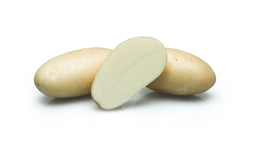 Leonata is a mid early potato variety for the transformation to French fries, in the fast food segment. Leonata is a mid early potato variety for the transformation to French fries, in the fast food segment.